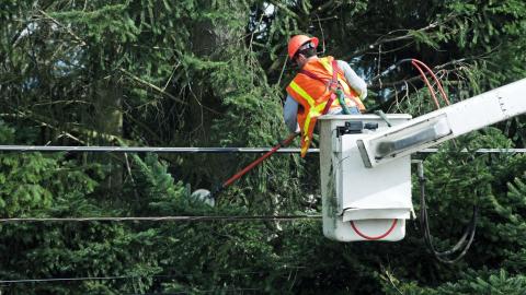 Vegetation Management: Distribution